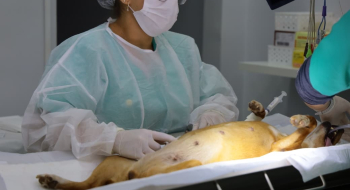 PATA realiza mutirão de castração com 60 vagas para cães e gatos neste sábado em Aparecida